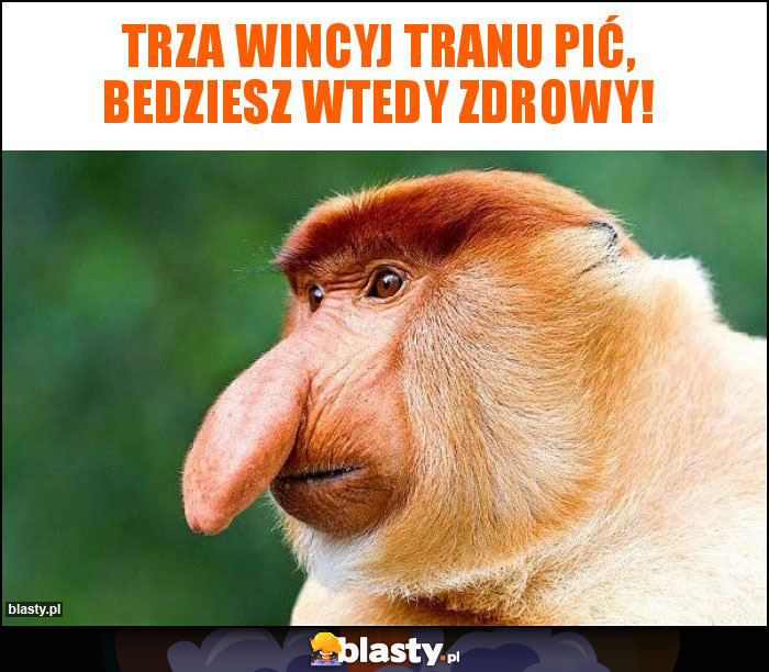 TRZA WINCYJ TRANU PIĆ, BEDZIESZ WTEDY ZDROWY! TRZA WINCYJ TRANU PIĆ, BEDZIESZ WTEDY ZDROWY!