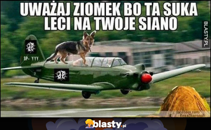 Uważaj ziomek bo ta suka leci na Twoje siano, pies na samolocie lecący na siano