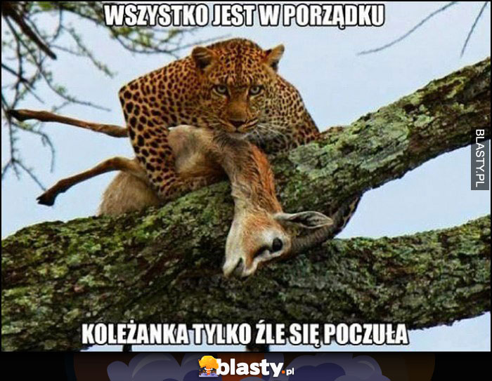 Wszystko jest w porządku koleżanka tylko źle się poczuła gepard sarna antylopa