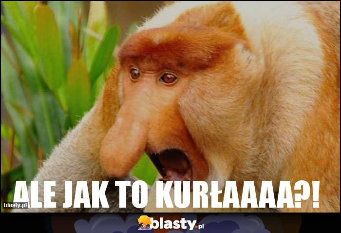 ALE JAK TO KURŁAAAA?! ALE JAK TO KURŁAAAA?!