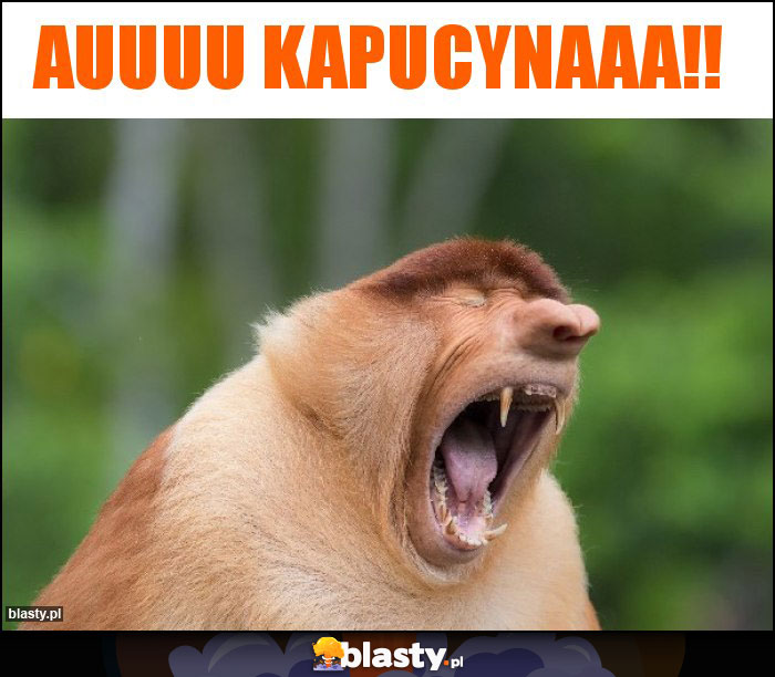 Auuuu kapucynaaa!! Auuuu kapucynaaa!!