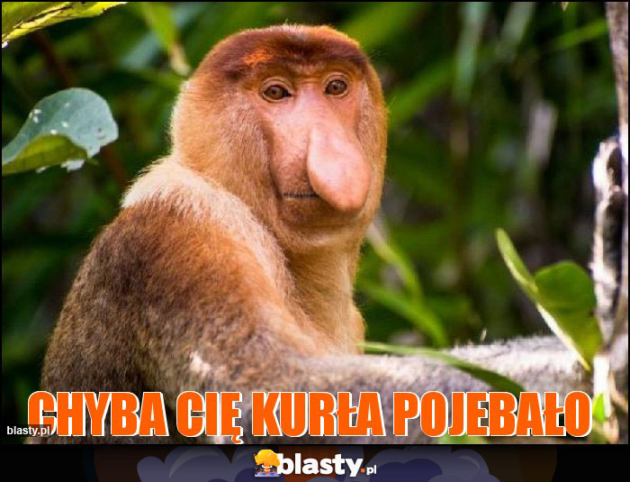 Chyba Cię kurła pojebało Chyba Cię kurła pojebało