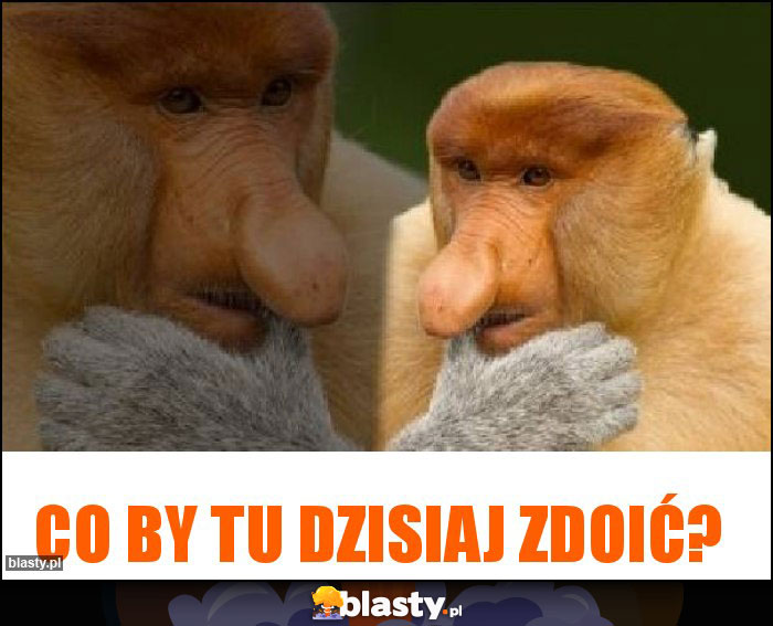 Co by tu dzisiaj zdoić? Co by tu dzisiaj zdoić?