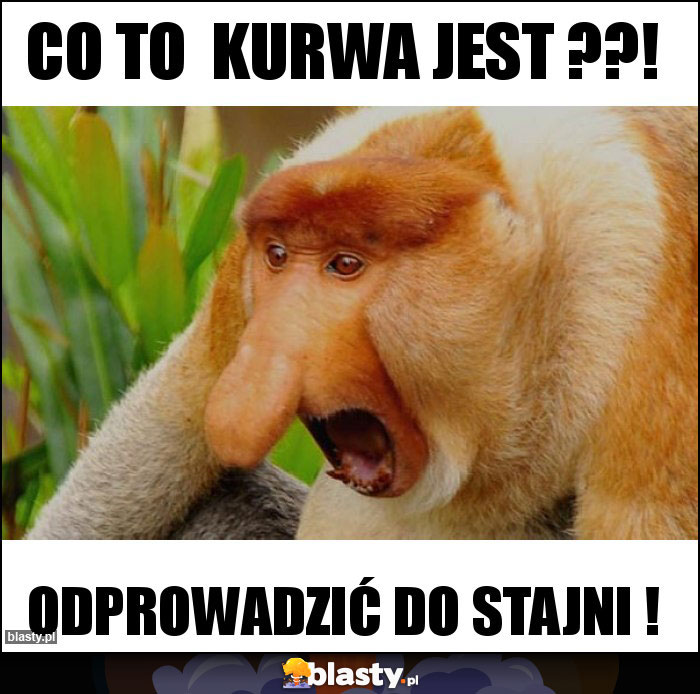 CO TO kurwa jest ??! CO TO kurwa jest ??!