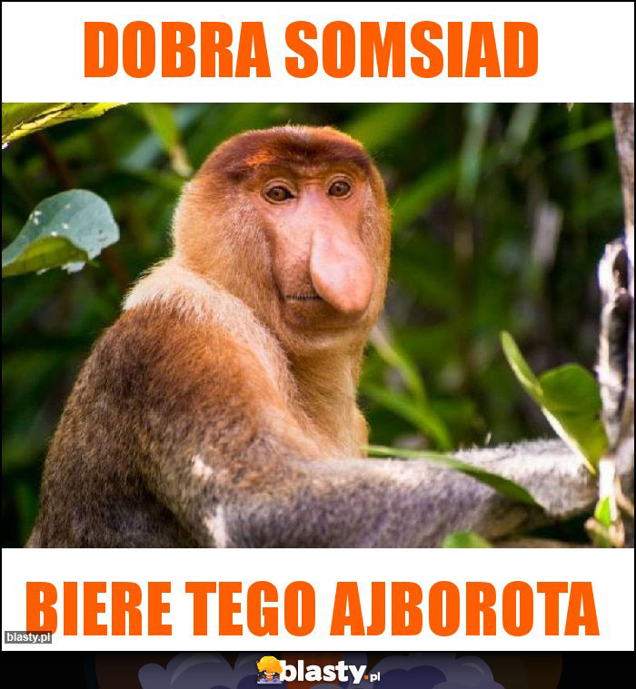 Dobra Somsiad Dobra Somsiad