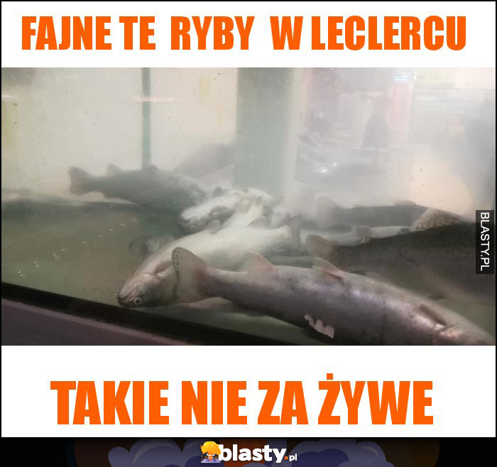 FAJNE TE RYBY W LECLERCU FAJNE TE RYBY W LECLERCU