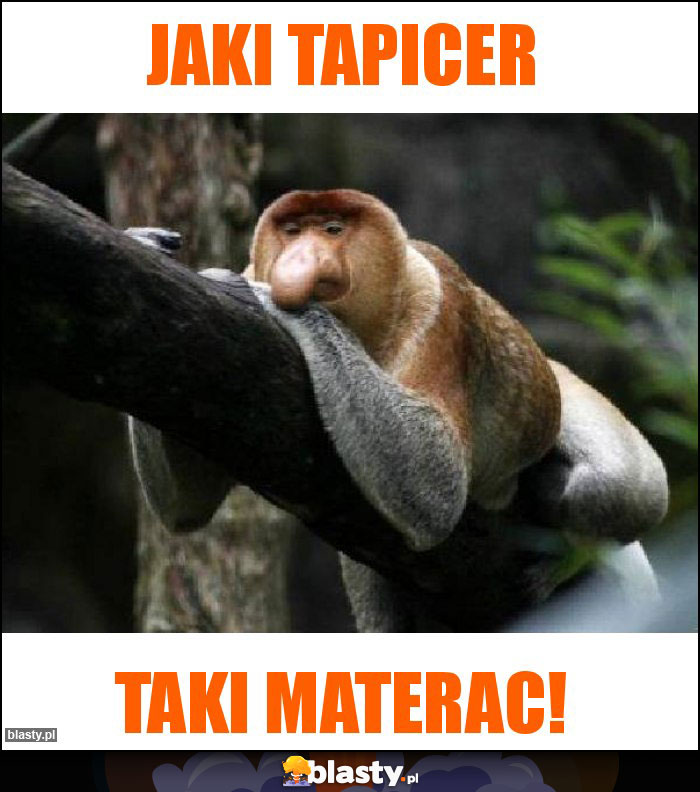 Jaki tapicer Jaki tapicer