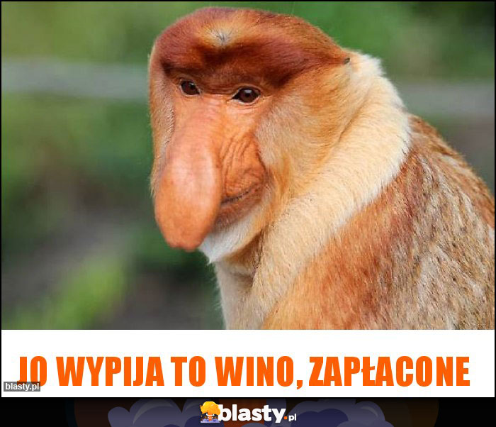 JO WYPIJA TO WINO, ZAPŁACONE JO WYPIJA TO WINO, ZAPŁACONE