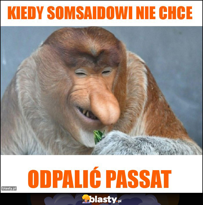 Kiedy somsaidowi nie chce Kiedy somsaidowi nie chce