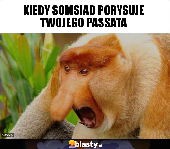 KIEDY SOMSIAD PORYSUJE TWOJEGO PASSATA KIEDY SOMSIAD PORYSUJE TWOJEGO PASSATA