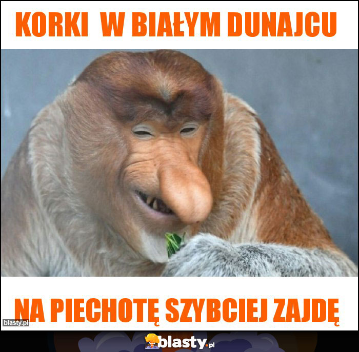 korki  w białym dunajcu