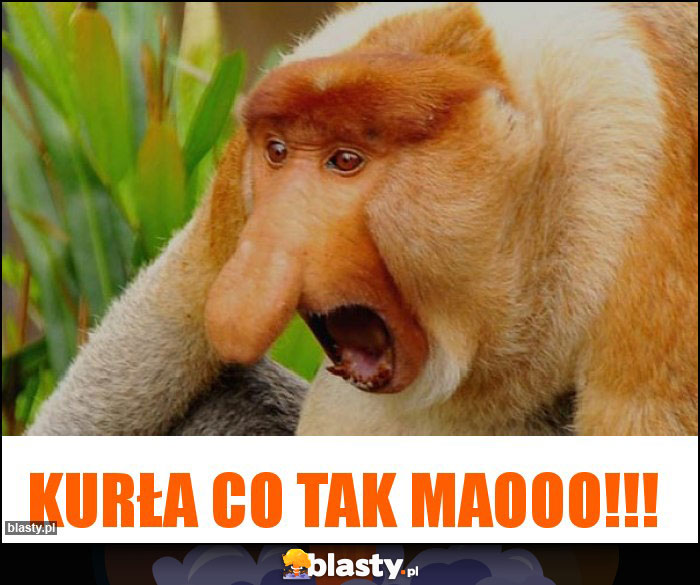 KURŁA CO TAK MAOOO!!! KURŁA CO TAK MAOOO!!!