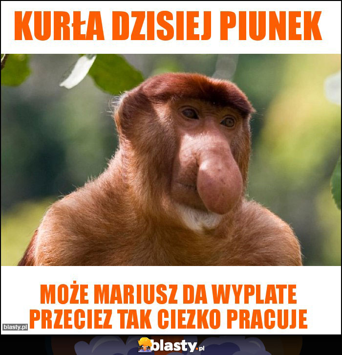 Kurła dzisiej piunek Kurła dzisiej piunek