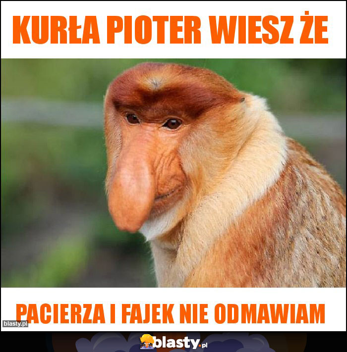 Kurła Pioter wiesz że Kurła Pioter wiesz że