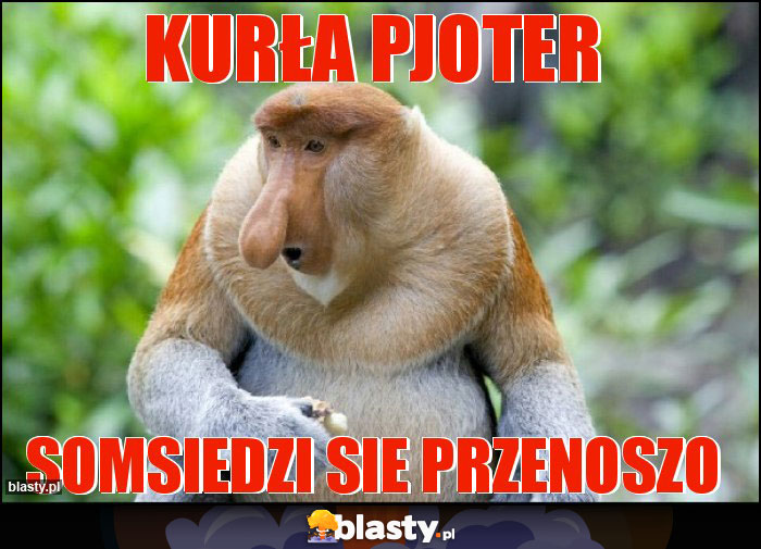 Kurła PJOTER Kurła PJOTER