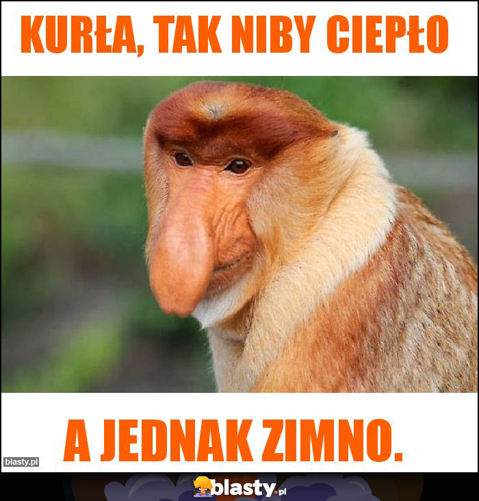 Kurła, tak niby ciepło Kurła, tak niby ciepło