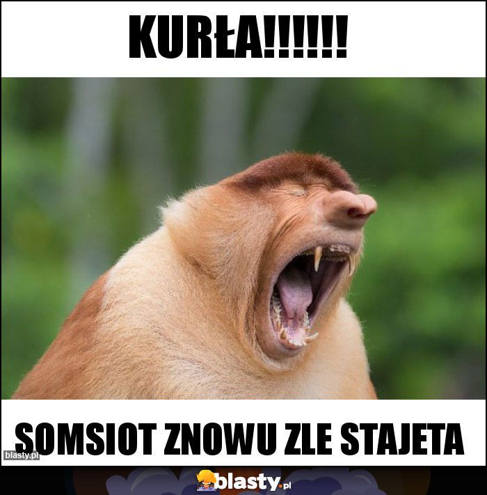 Kurła!!!!!! Kurła!!!!!!