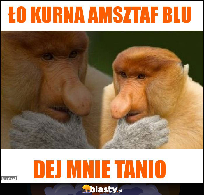 ŁO KURNA AMSZTAF BLU ŁO KURNA AMSZTAF BLU