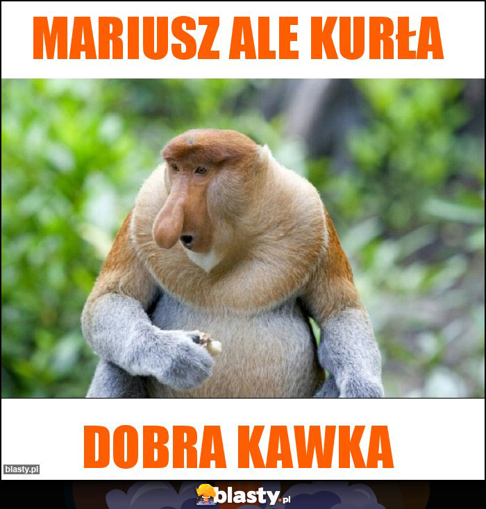 Mariusz ale kurła Mariusz ale kurła