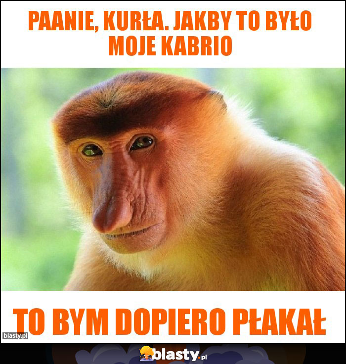 Paanie, kurła. Jakby to było moje kabrio Paanie, kurła. Jakby to było moje kabrio