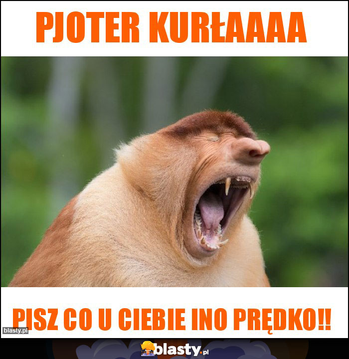 Pjoter kurłaaaa Pjoter kurłaaaa