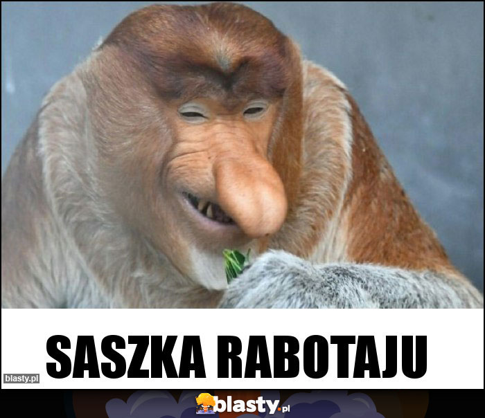 SASZKA RABOTAJU SASZKA RABOTAJU