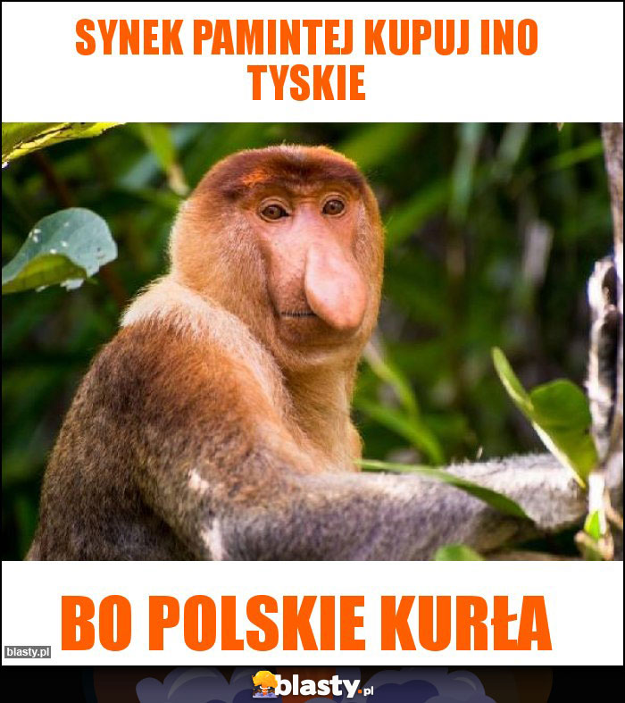 synek pamintej kupuj ino tyskie synek pamintej kupuj ino tyskie