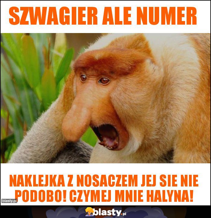 szwagier ale numer szwagier ale numer