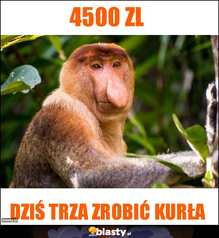 4500 zl