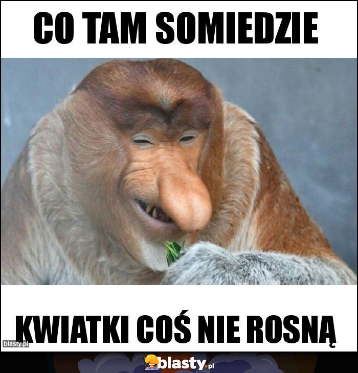Co tam somiedzie Co tam somiedzie