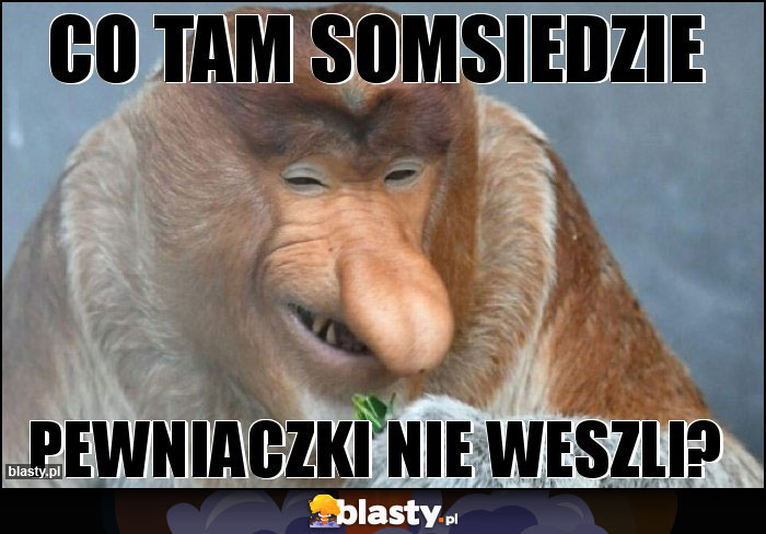 co tam somsiedzie