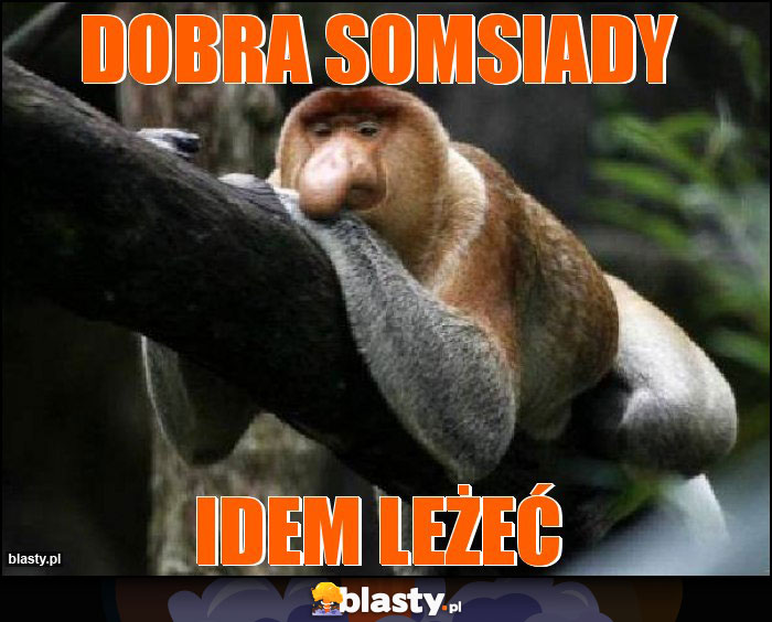 dobra somsiady dobra somsiady