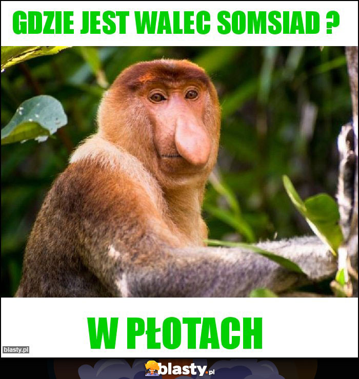 gdzie jest walec somsiad ? gdzie jest walec somsiad ?
