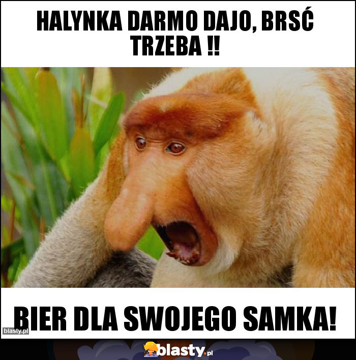 Halynka darmo dajo, brsć trzeba !! Halynka darmo dajo, brsć trzeba !!