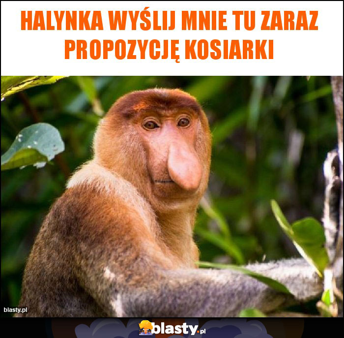 Halynka wyślij mnie tu zaraz propozycję kosiarki