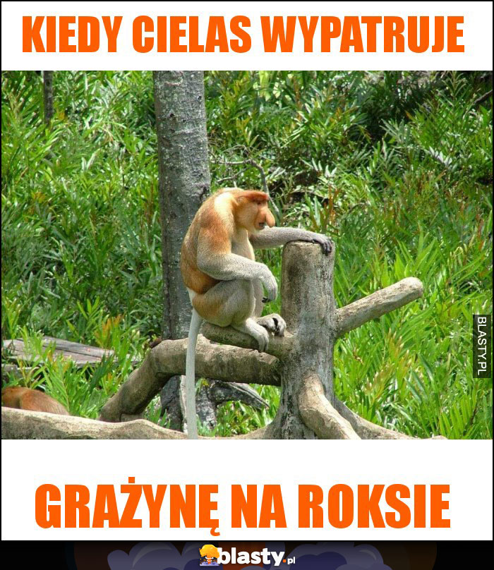 Kiedy Cielas wypatruje Kiedy Cielas wypatruje