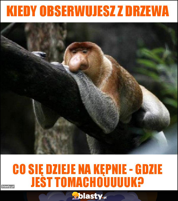 Kiedy obserwujesz z drzewa Kiedy obserwujesz z drzewa