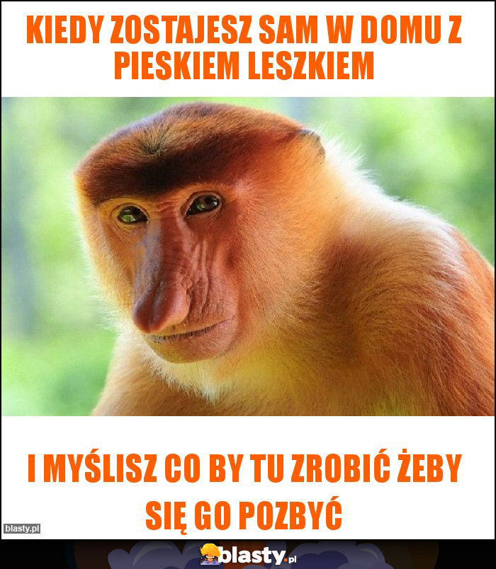 Kiedy zostajesz sam w domu z pieskiem Leszkiem Kiedy zostajesz sam w domu z pieskiem Leszkiem