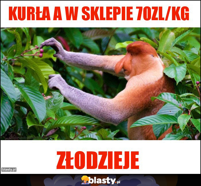 Kurła a w sklepie 70zl/kg