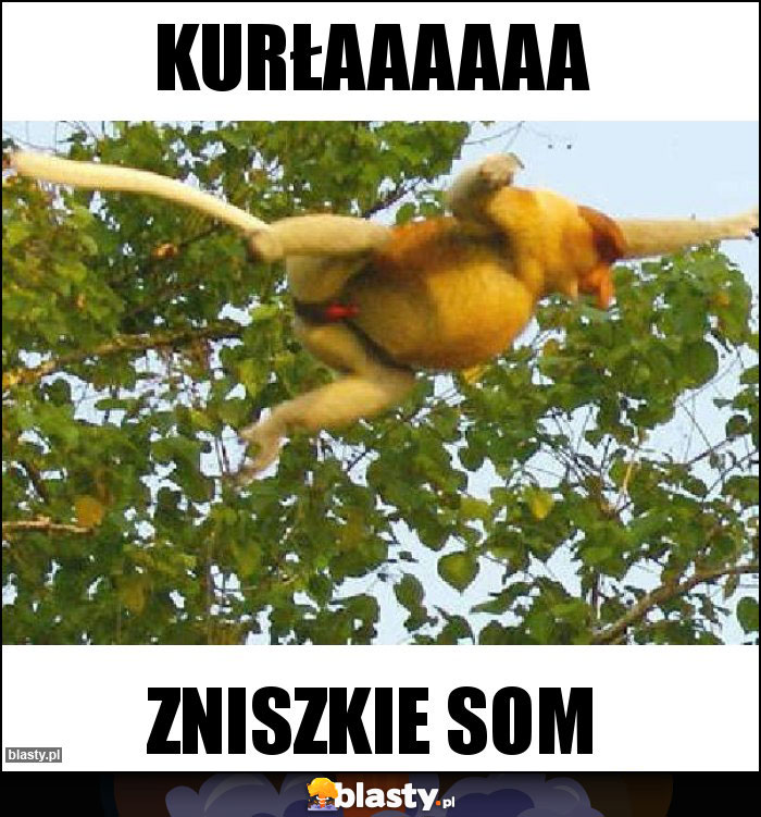 Kurłaaaaaa Kurłaaaaaa