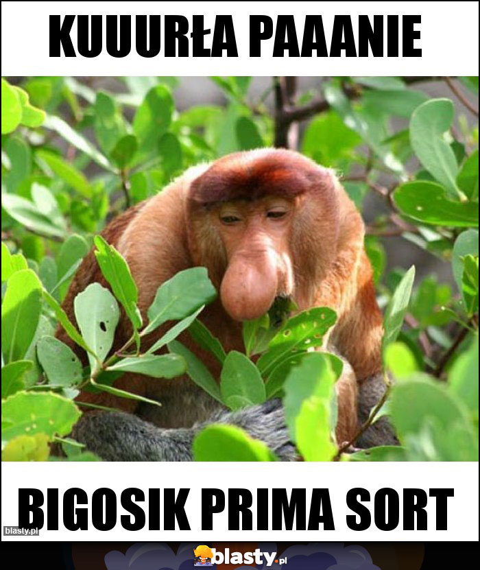 Kuuurła paaanie Kuuurła paaanie
