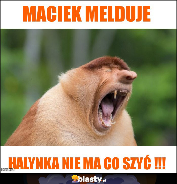 MACIEK MELDUJE MACIEK MELDUJE