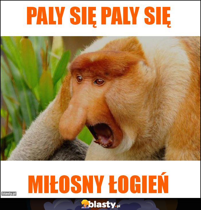 PALY SIĘ PALY SIĘ