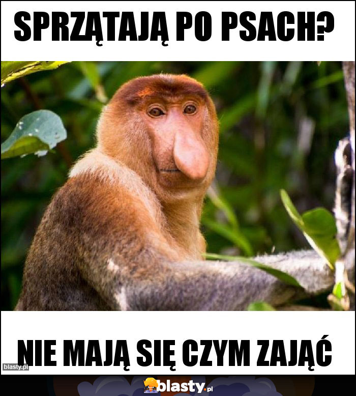 Sprzątają po psach? Sprzątają po psach?