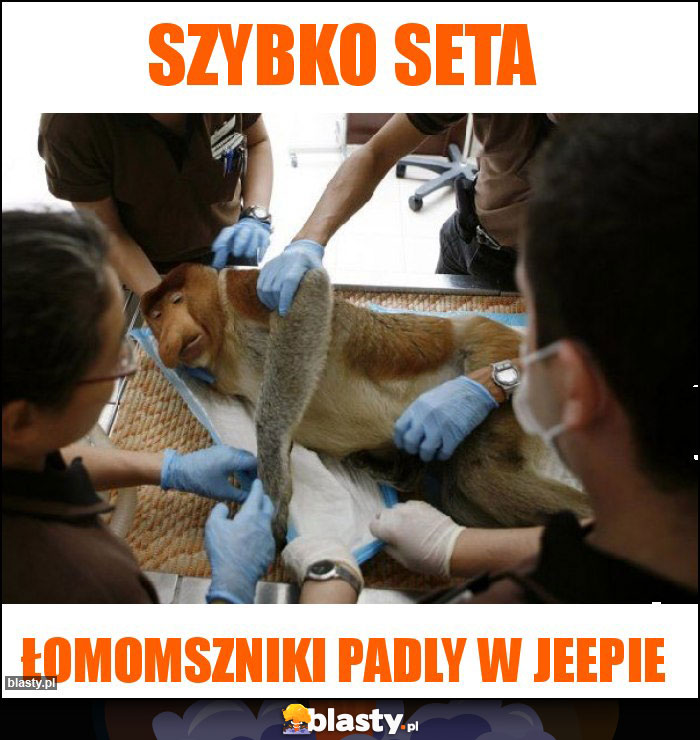 szybko seta szybko seta