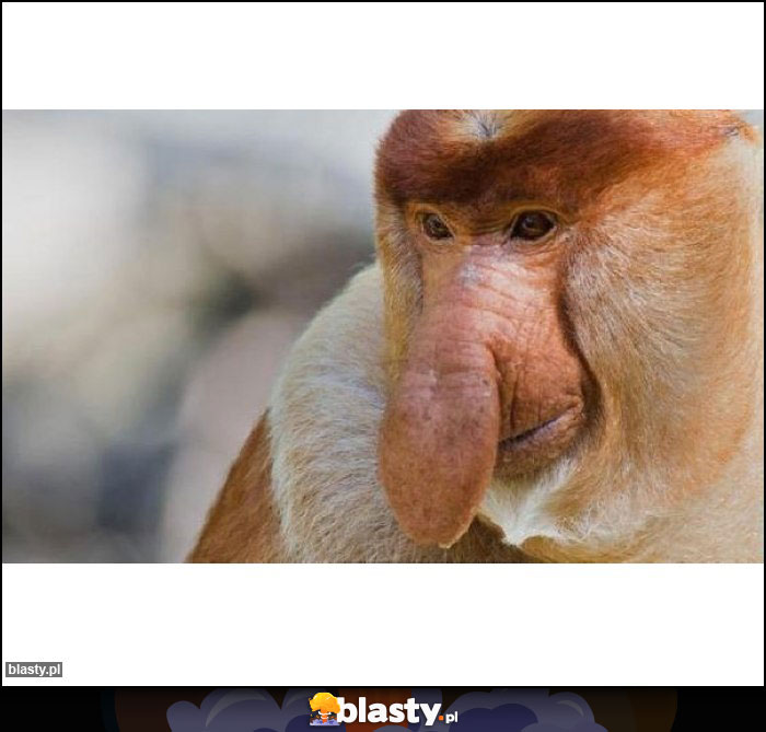 Ty kurła Pioter bystry