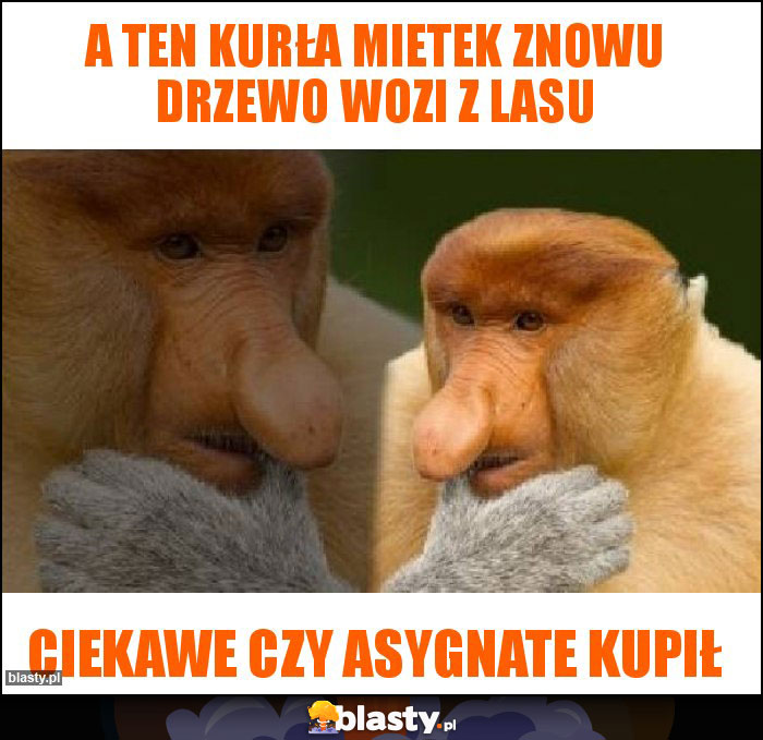 A ten kurła Mietek znowu drzewo wozi z lasu A ten kurła Mietek znowu drzewo wozi z lasu