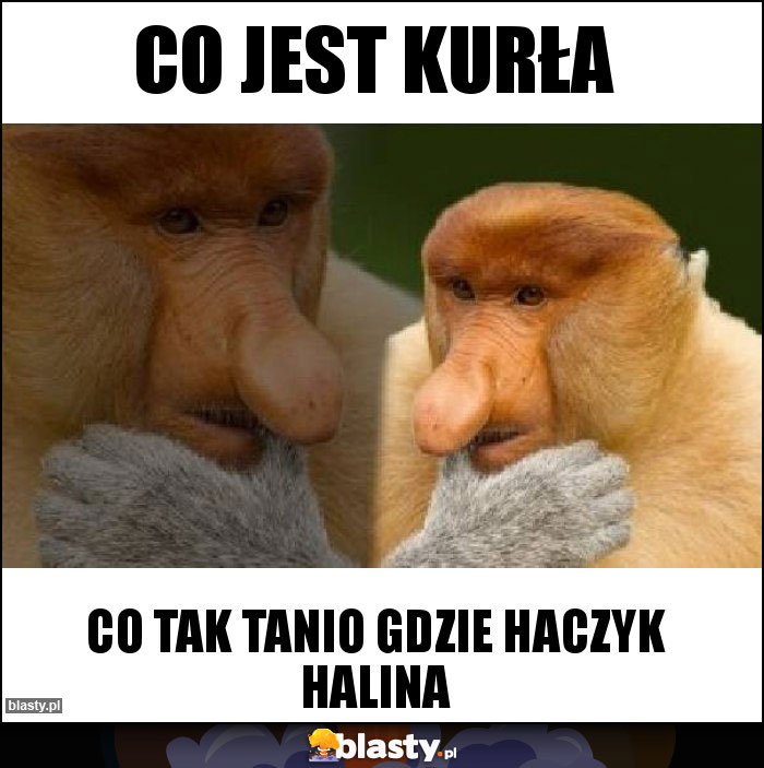CO JEST KURŁA CO JEST KURŁA
