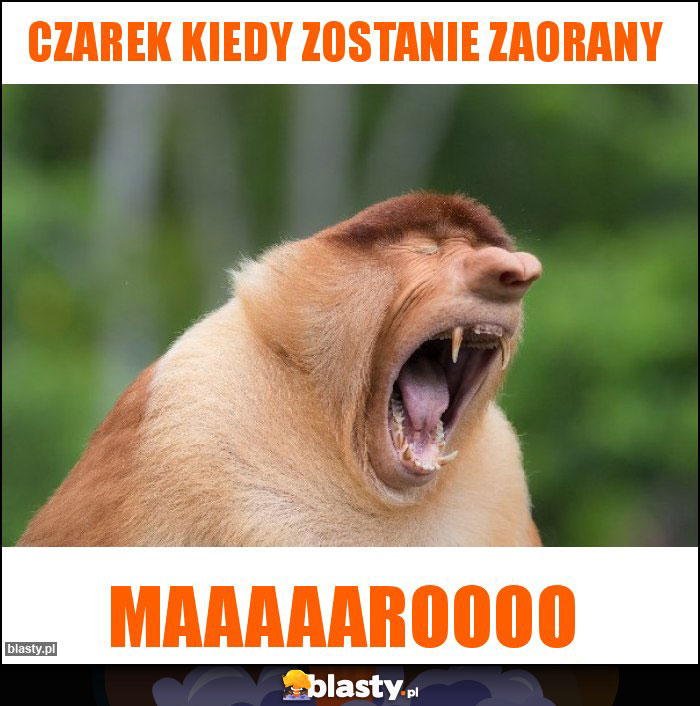 Czarek kiedy zostanie zaorany Czarek kiedy zostanie zaorany