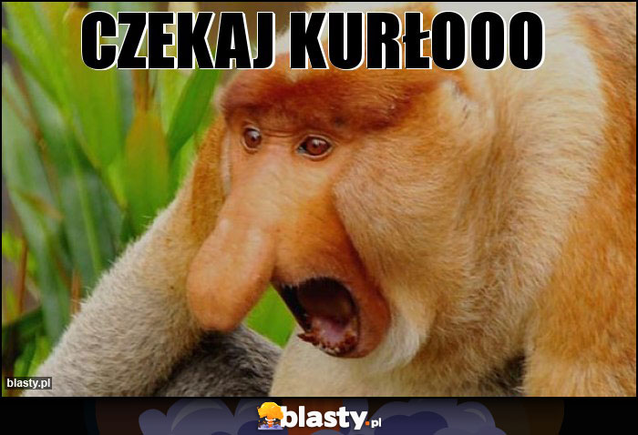 Czekaj KUrłooo Czekaj KUrłooo